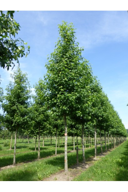 Liquidambar styraciflua Worplesdon